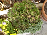 0159de1e-Picture 1682.jpg